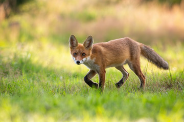 Playful red fox, vulpes vulpes, cub hunting on a green hay field in summer nature. Wild mammal with orange fur and big ears walking slowly with legs in air and facing camera.