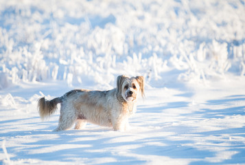 Happy adopted dog playing in the snow