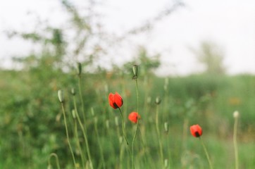 Red poppy 35mm film