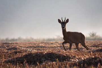 Young roe deer, capreolus capreolus, buck with antlers walking on a agricultural stubble field in summer with mist in background. Wild mammal with fur in nature.