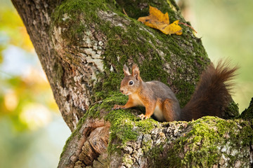 Eurasian red squirrel, sciurus vulgaris, hiding in mossy tree trunk with yellow autumnal leafs. Fluffy little mammal on a branch in forest. Animal wildlife.