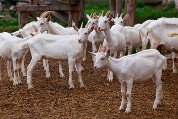 Goats on the farm