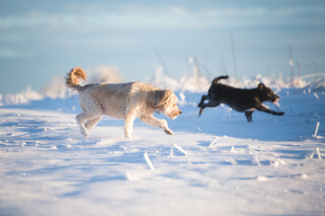Happy adopted dog playing in the snow