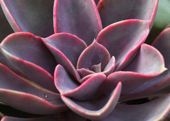 Echeveria Perle von Nürnberg im Detail Sukkulente