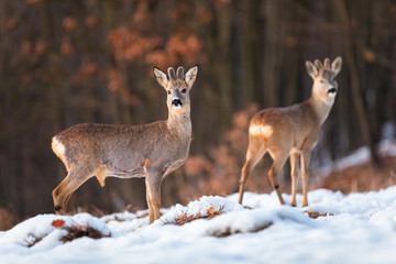 Herd of roe deer, capreolus capreolus, on snow in winter at sunset with forest in background. Two ruminants looking with interest on a clearing in nature.