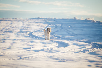 Happy adopted dog playing in the snow