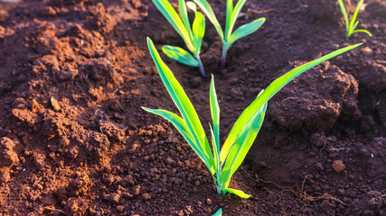 Corn seedlings with sunlight Thailand