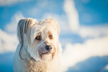 Happy adopted dog playing in the snow