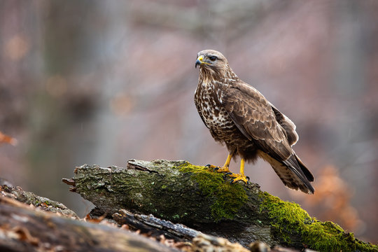 Wild common buzzard, buteo buteo, on a tree stump in nature with copy space. Side view of a fierce predatory bird in forest with blurred trees in background.