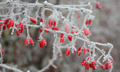 red berries in winter