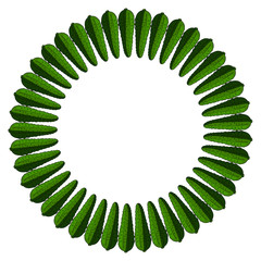 Round frame with vertical cucumber. Isolated wreath on white background for your design