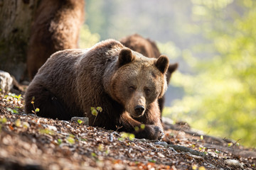 Thoughtul brown bear, ursus arctos, relaxing in the middle of the forest covered with foliage. Massive predator looking sadly into the camera with bear cubs in the background. © WildMedia