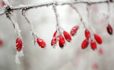 red berries in snow