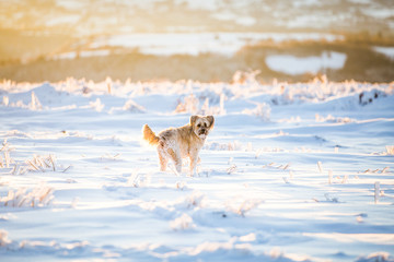 Happy adopted dog playing in the snow