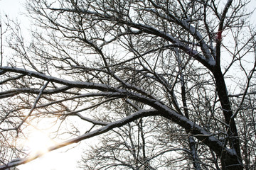 Branches of winter trees on the background of bright sunlight. Winter sky