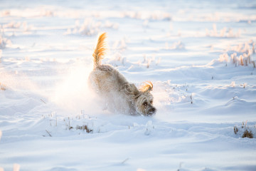 Happy adopted dog playing in the snow