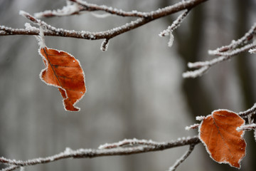 red berries in winter