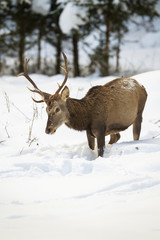 Hungry red deer, cervus elaphus, stag looking for food with head down while standing in deep snow in winter forest. Wild animal in Carpathians mountains, Slovakia, Europe.
