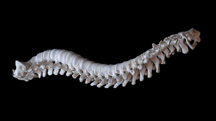 3d rendered medically accurate illustration of a human spine