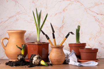 Fresh potted plants and tools for plants Care