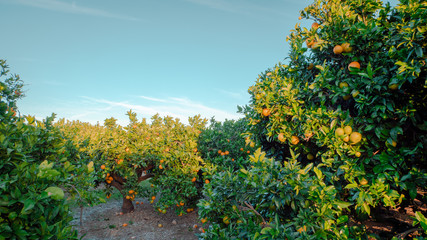 Fototapeta na wymiar Orange trees with oranges in a field in Valencia region of Spain