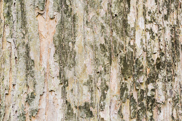 Obraz premium tree bark texture