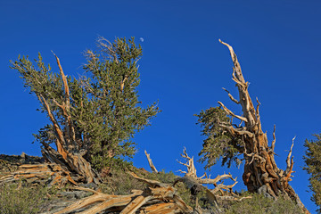 Landscape of bristlecone pines (Pinus longaeva), our planet's oldest living organisms, White Mountains, California, USA