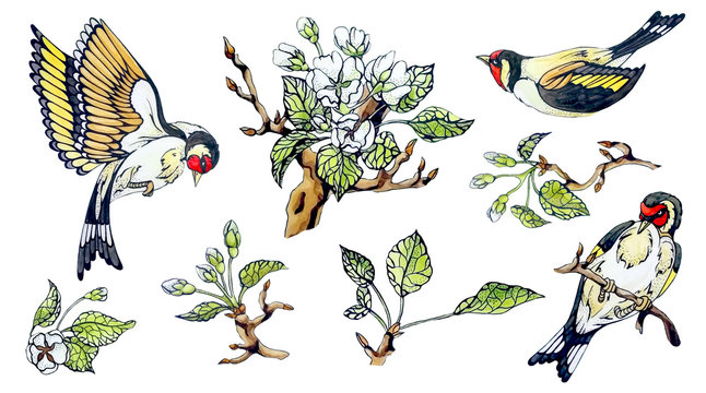 Set holiday decorative design elements of colorful spring apple tree, flowers, green leaves, branches, birds. Illustration in vintage collection watercolor hand draw style. White isolated background.