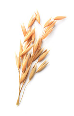 Oat on white backgrounds.