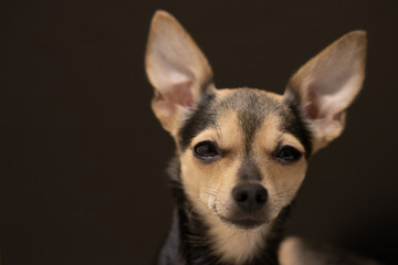 Closeup toy terrier dog with big ears