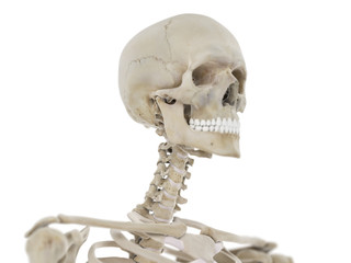 3d rendered medically accurate illustration of the skeletal neck and skull