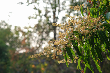 flower mango