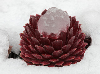 Sempervivum Rosette ist unter einer Schneedecke begraben