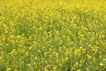 Field mustard, spring has come