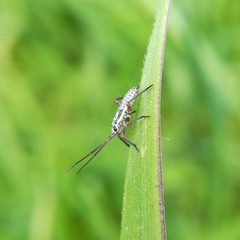 Meadow plant bug, Leptopterna dolobrata, nymph