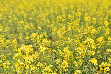 Field mustard, spring has come
