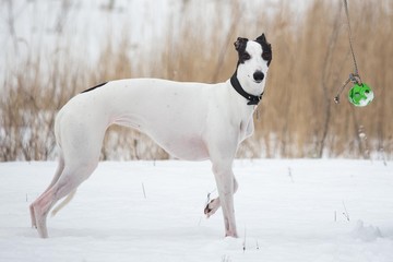 white and black smooth-haired dog in the winter on the snow stands
