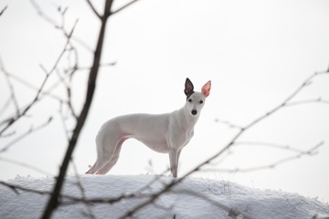 white smooth-haired dog with a black ear in the winter on the snow stands