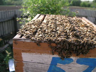 Beehive with beehives on which there are lot of bees. Bees cover
