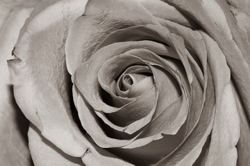 Fototapeta premium closeup of rose B&W