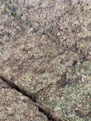 textures on the rock