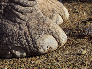 Obraz premium African bush elephant (Loxodonta africana) foot detail showing toe nails. Karoo, Western Cape, South Africa