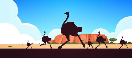 silhouette of running wild animals ostriches Australian landscape nature of Australia wildlife fauna concept horizontal vector illustration