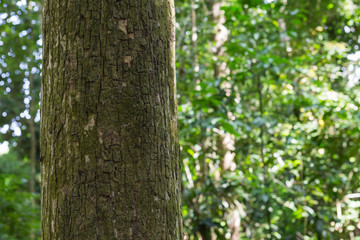Teak tree in the forest