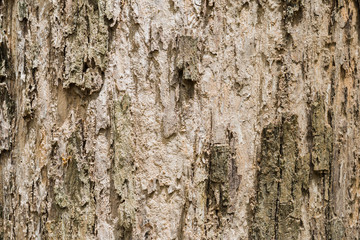 Obraz premium bark of a tree