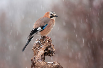 Eurasian Jay (Garrulus glandarius) in winter perched on his usual perch. Leon, Spain.