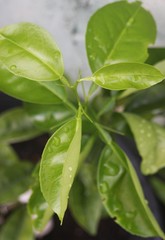 Tangerine green leaves with drops of water