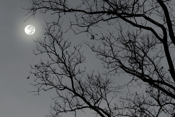 Silhouette of dry tree in the night with full moon in the darkness sky.