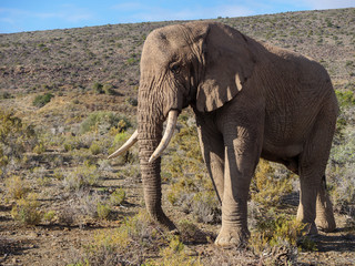 Fototapeta na wymiar African bush elephant (Loxodonta africana) bull in typical Karoo habitat. Karoo, Western Cape, South Africa