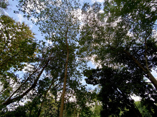 View from below of tree tall
